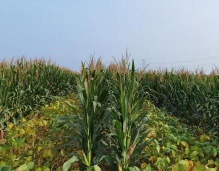 攻坚克难扩大大豆种植面积 北京市农业技术推广站示范大豆玉米带状复合种植