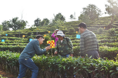 云南省农科院大力推广茶园绿色防控技术 助推云茶产业绿色食品牌发展