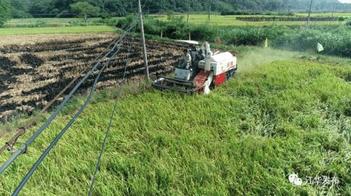 县农业农村局 田间丰收现场推广全程机械化水稻种植技术