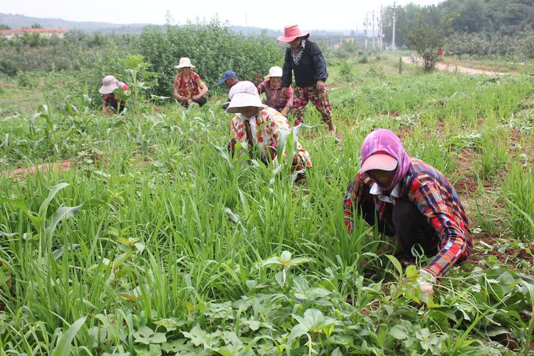 今年由村党支部牵头注册成立了莱阳市佰家田农产品种植合作社,村集体
